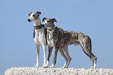 WHIPPET 173